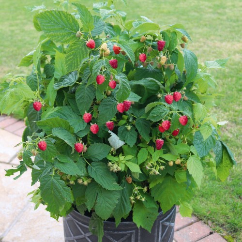 Rubus idaeus 'Summer Lovers® Patio Red' - Harilik vaarikas 'Summer Lovers® Patio Red'